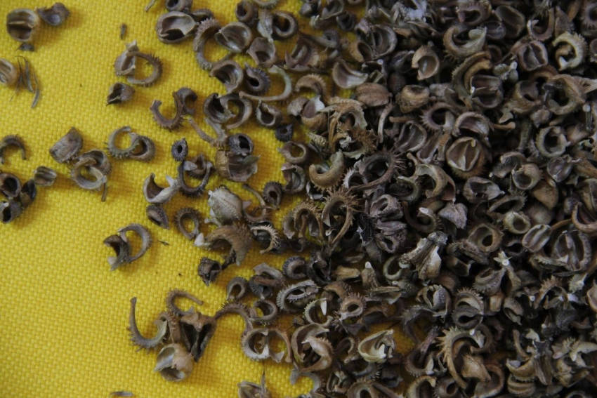 Calendula Seeds